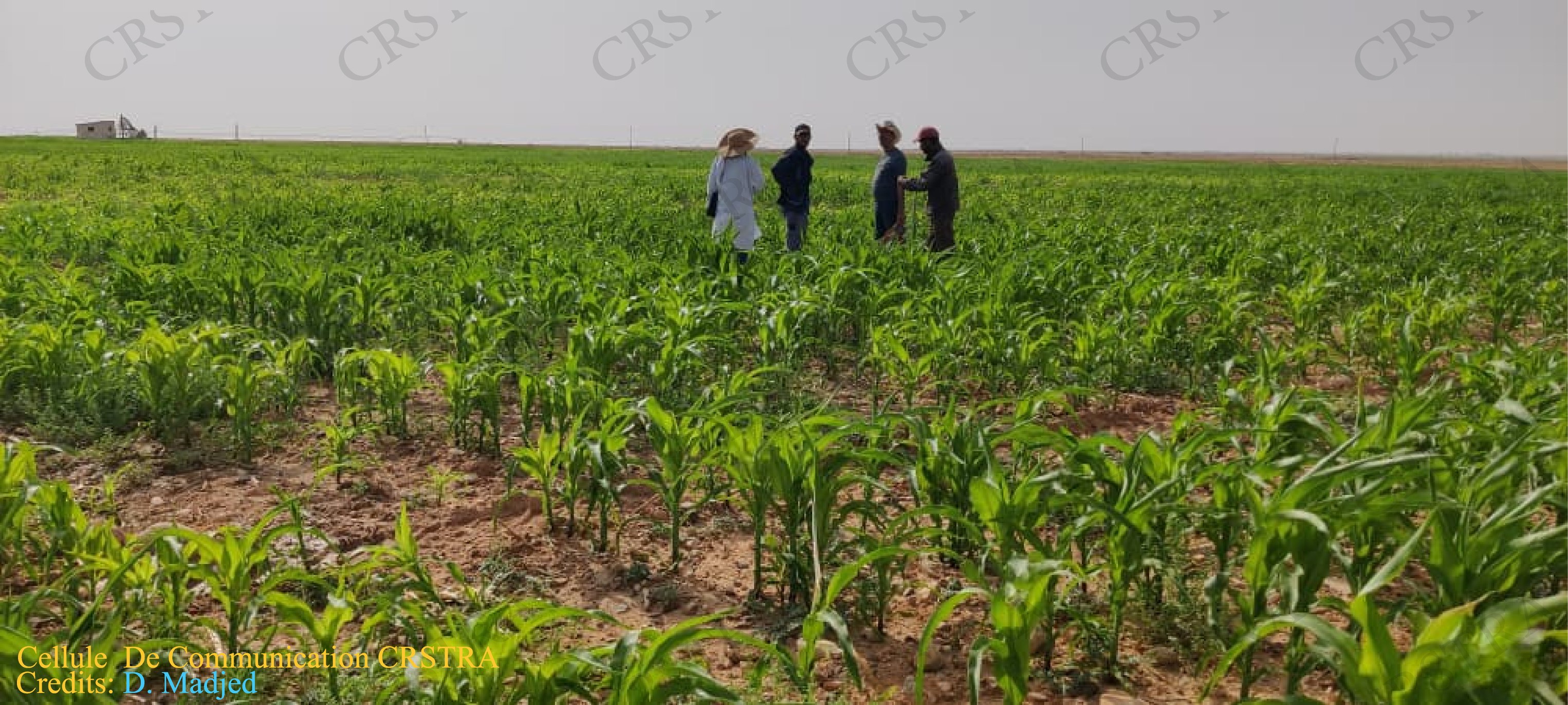 Visite de terrain pour renforcer le partenariat entre le CRSTRA et le groupe COSIDER Agrico en soutien à l’agriculture dans les zones arides