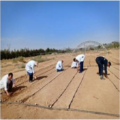 plantation de la nigelle et le cresson aalenois a la station experimentale el outaya