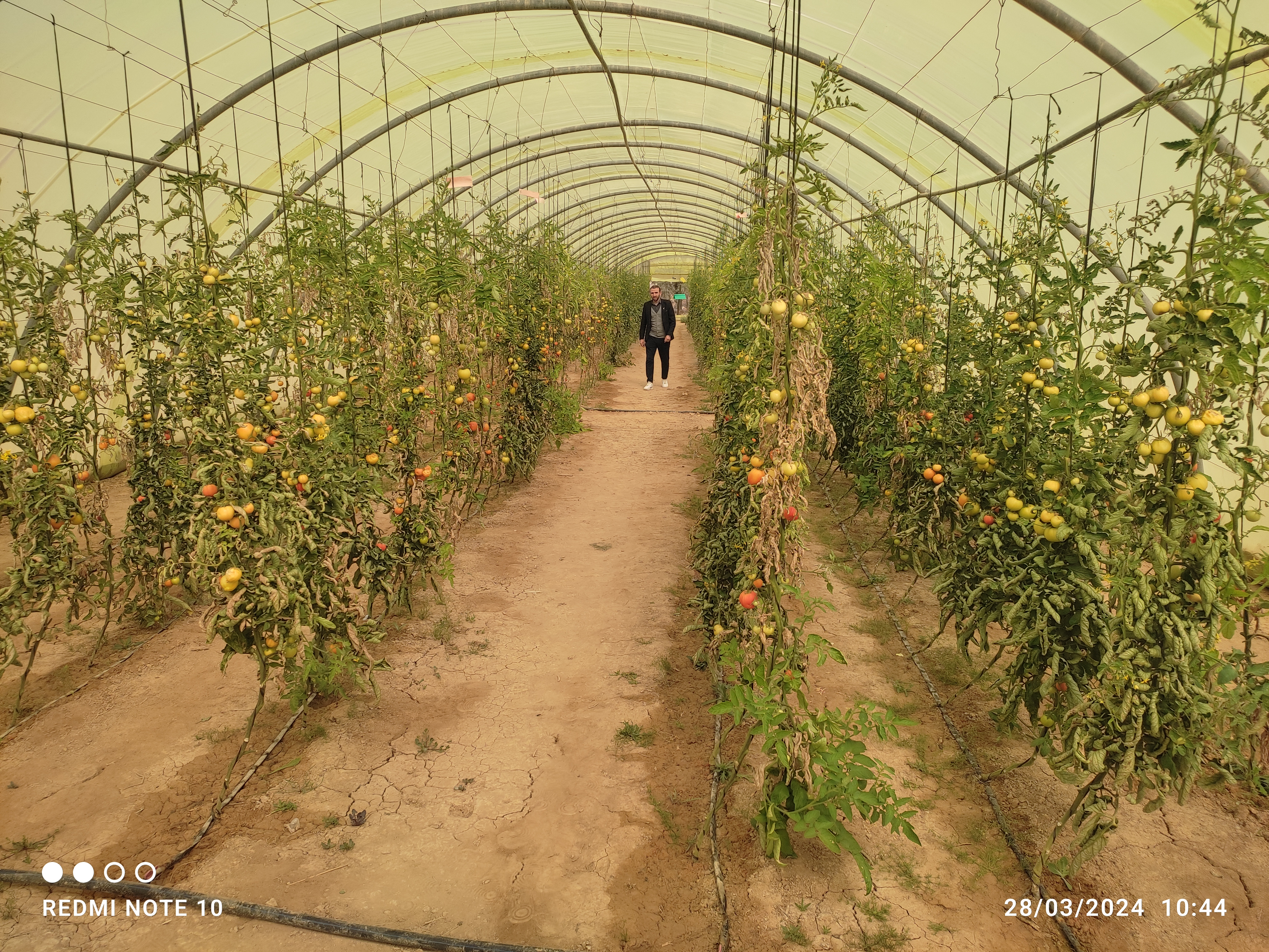 Parcelles expérimentales