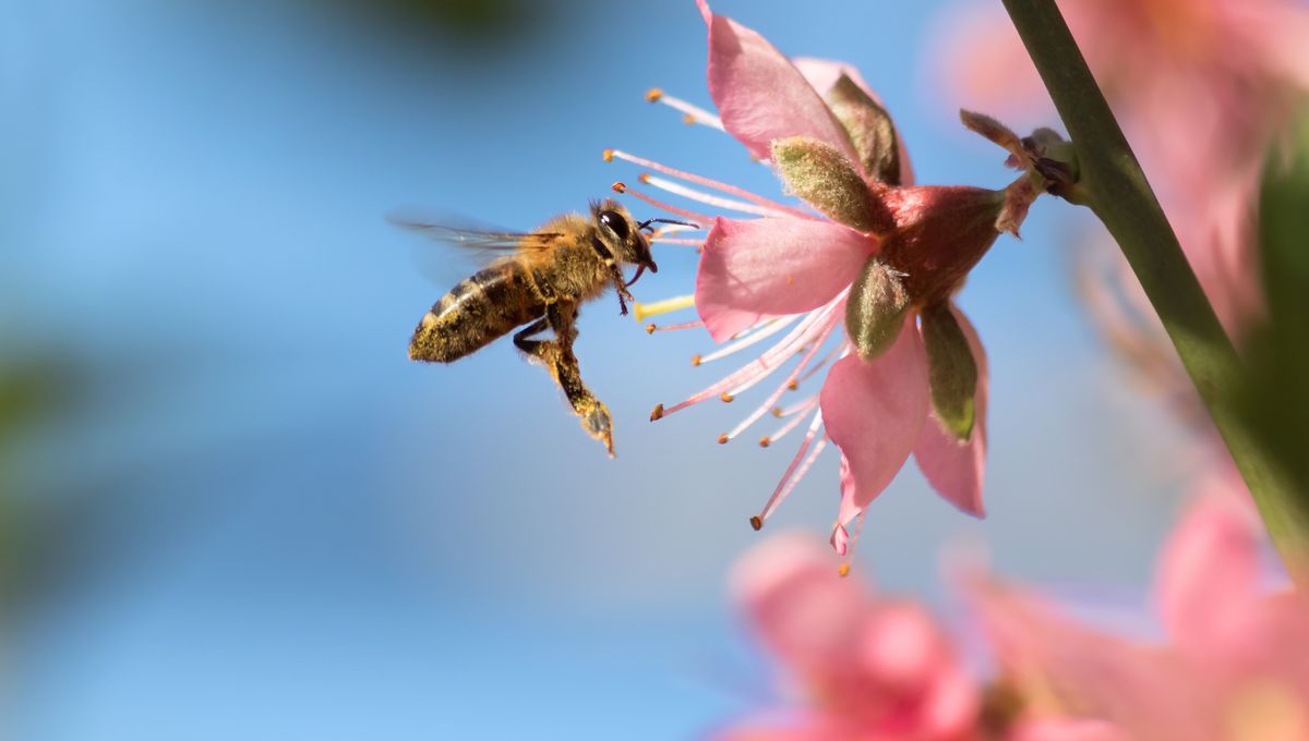 Valorisation des bioressources animales